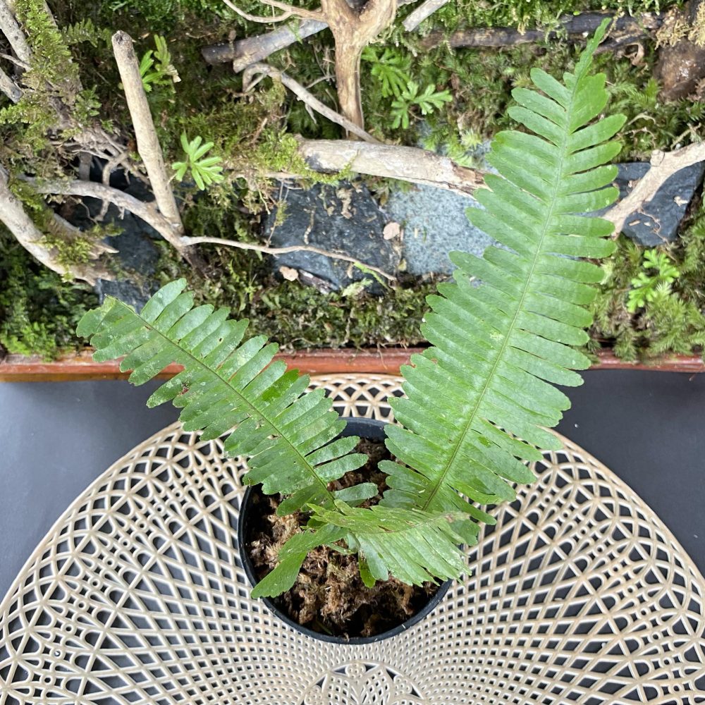 Fern sp