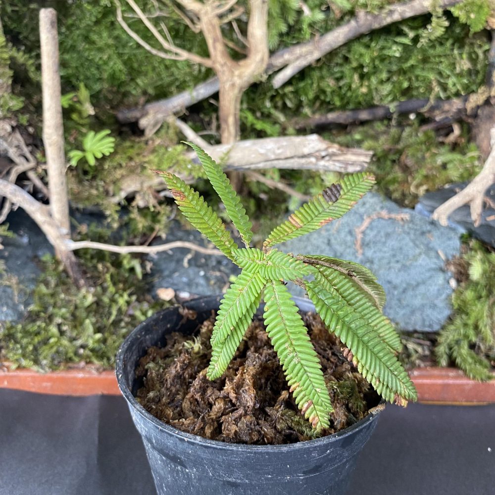 Gesneria sp New