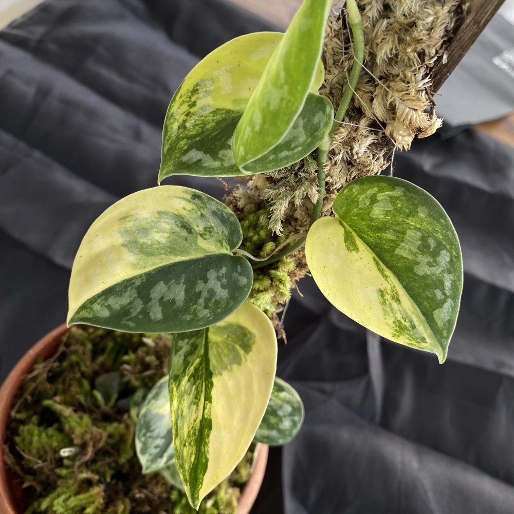 Scindapsus Bakudapati