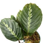Calathea Lindeniana