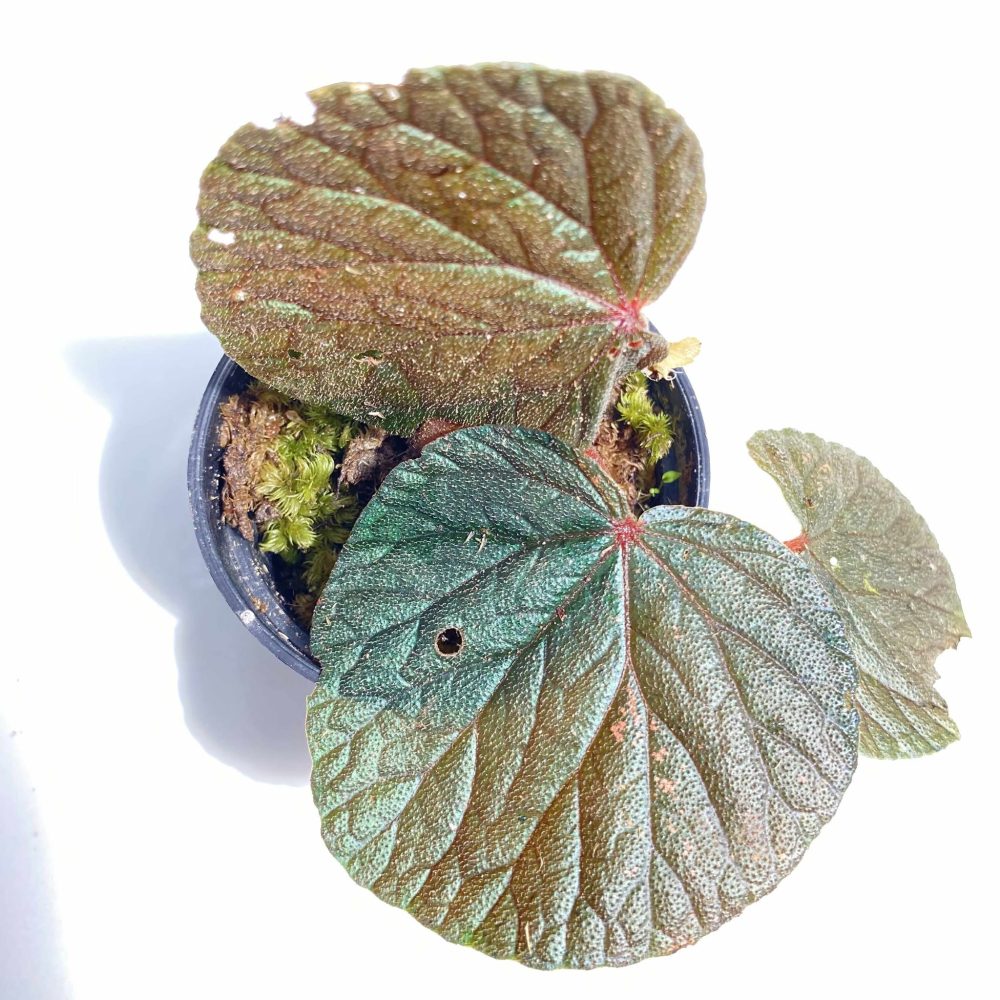 Begonia Blue Chrome