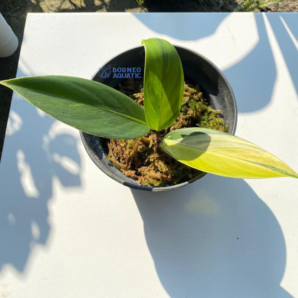 Scindapsus Rupestris