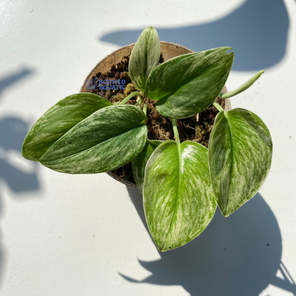 Scindapsus Moonlight Platinum
