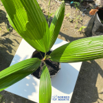 Licuala Grandis