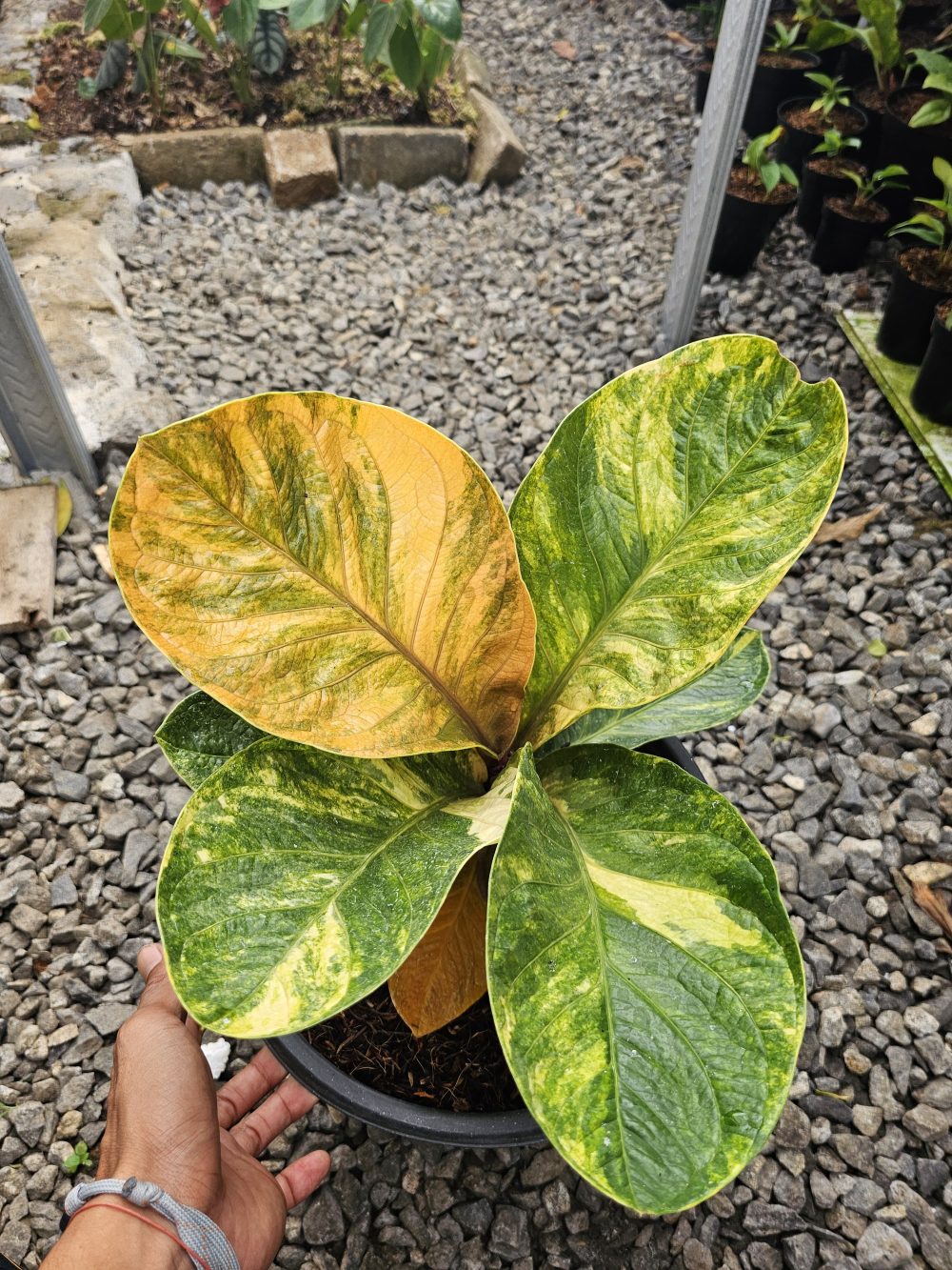 Anthurium Jemani Variegated