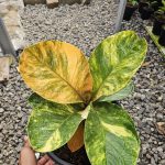 Anthurium Jemani Variegated
