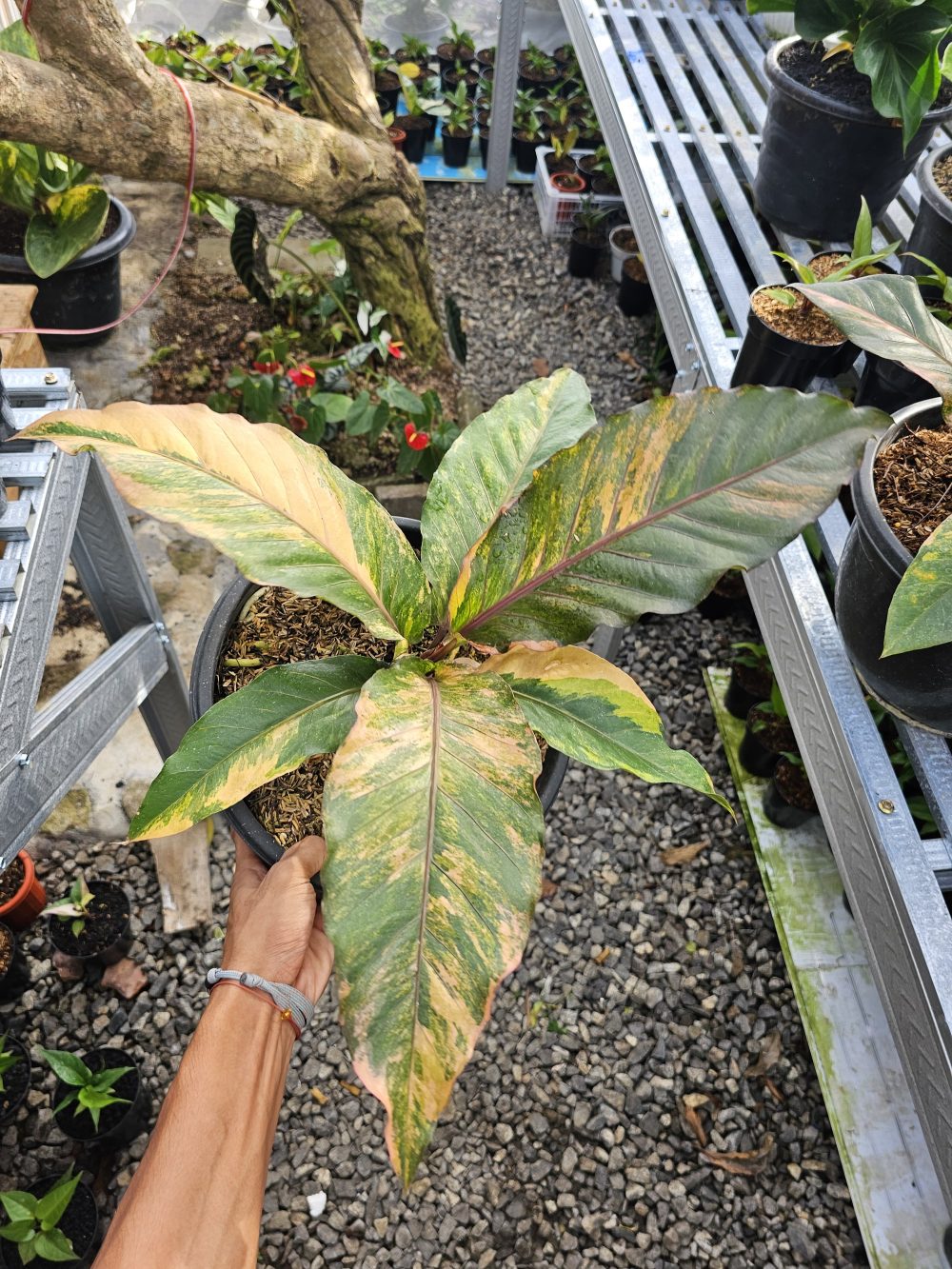 Anthurium Hookeri Pink