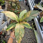 Anthurium Hookeri Pink