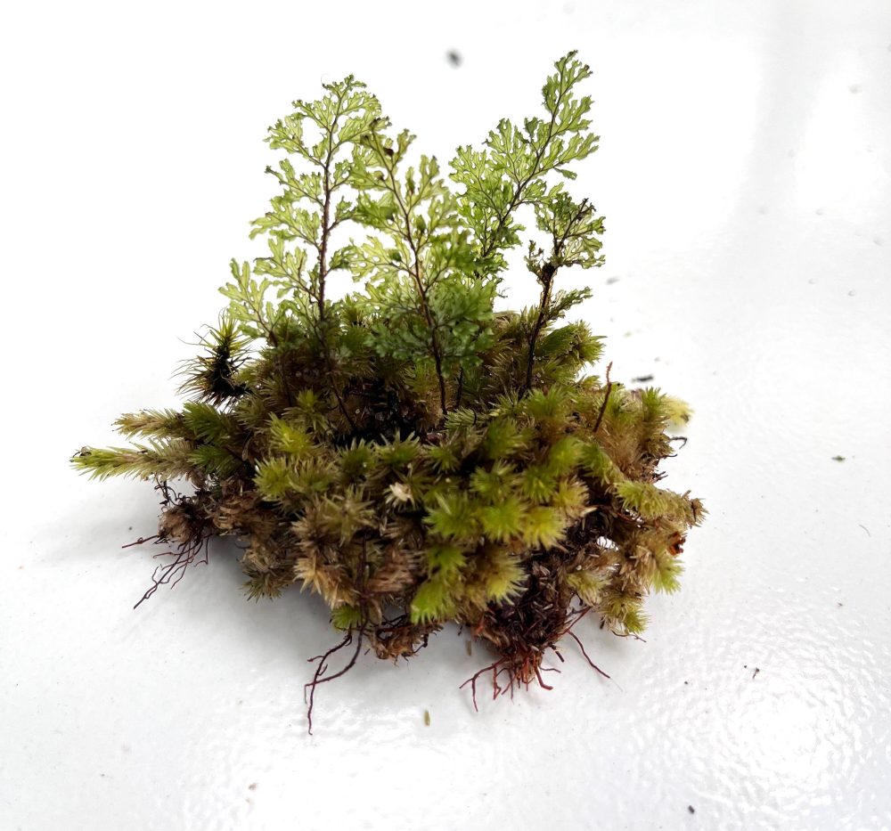 Hymenophyllum Barbatum
