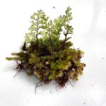 Hymenophyllum Barbatum