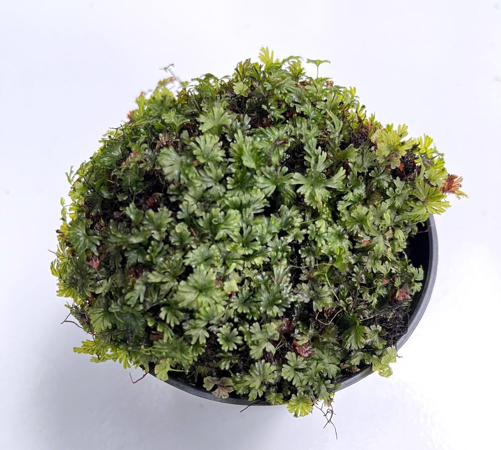 Crepidomanes Minutum