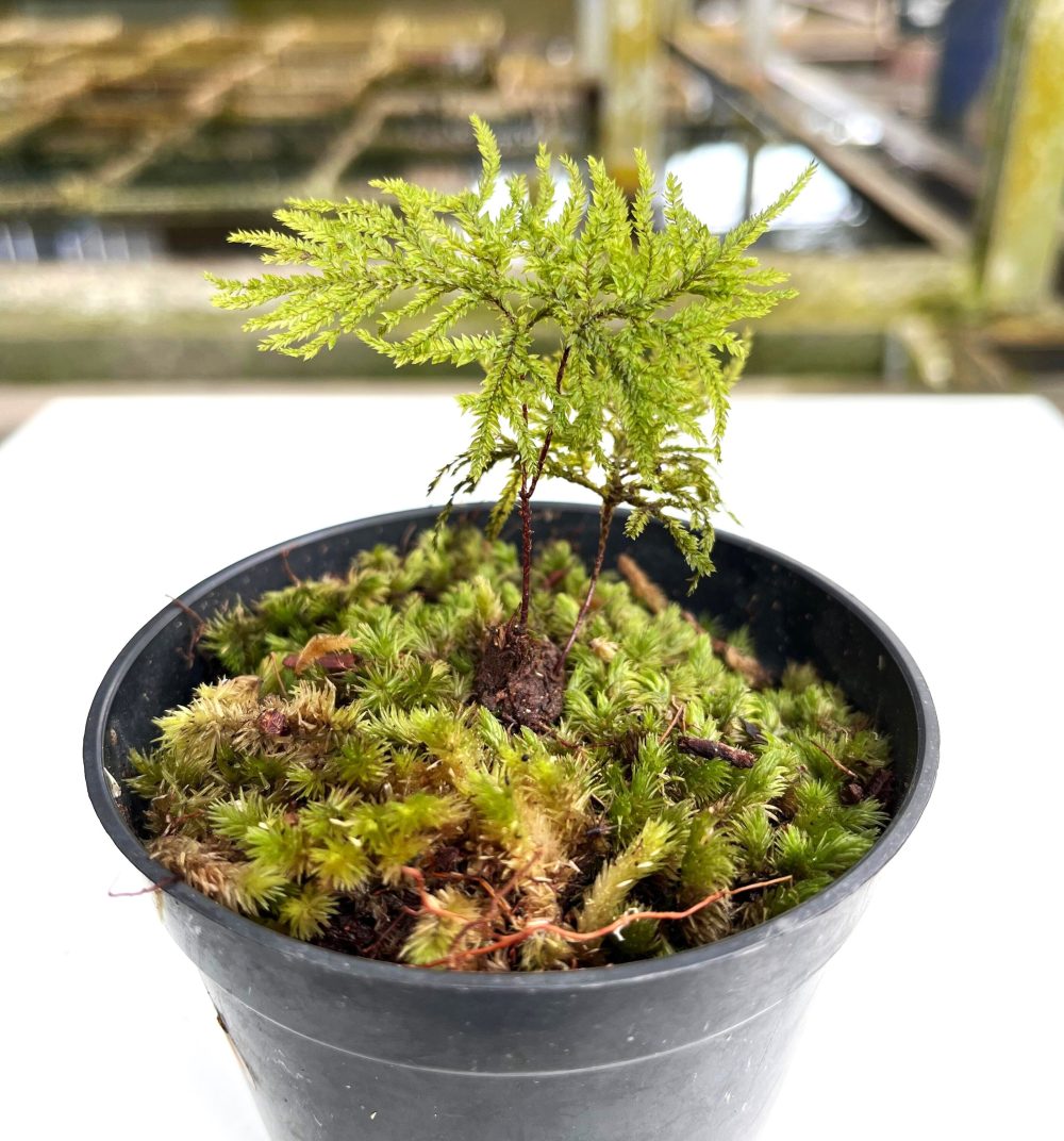 Climacium Dendroides / Tree Moss