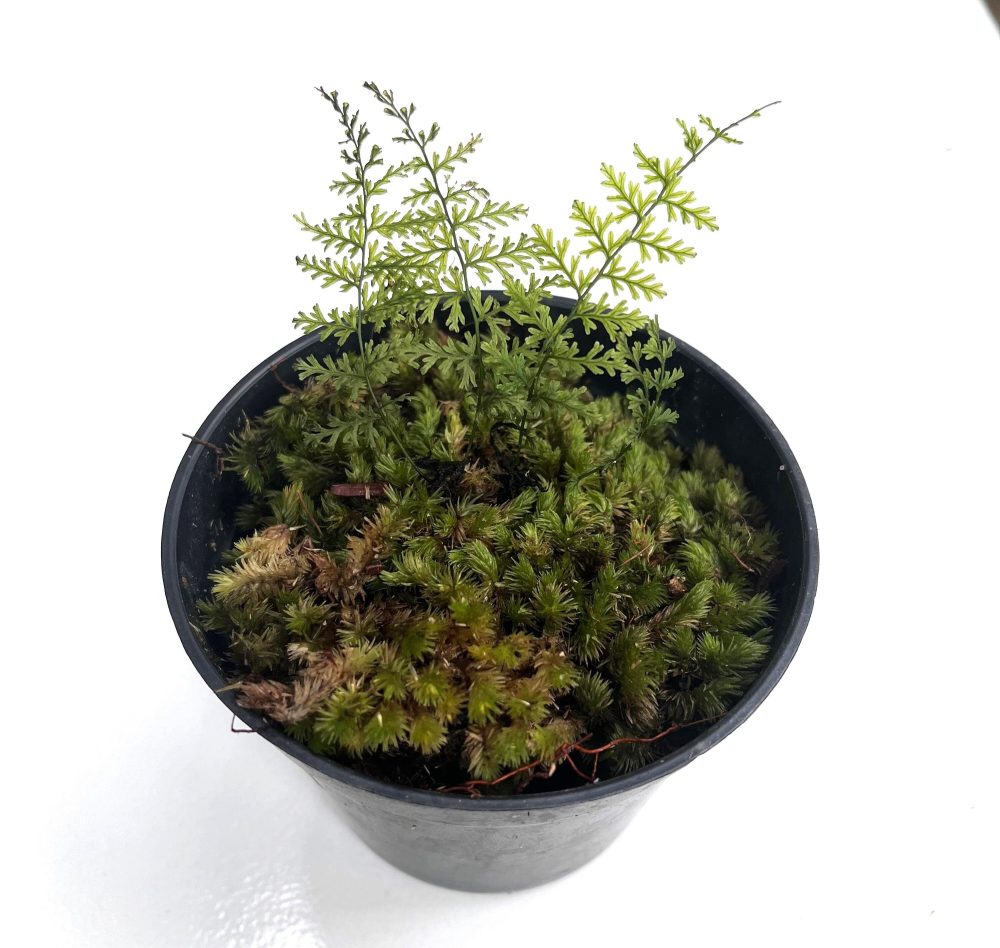 Hymenophyllum Sp