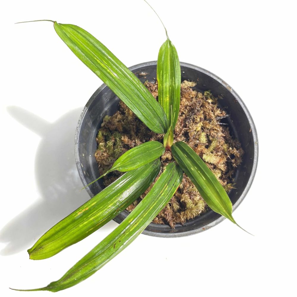 Mapania Cuspidata Green