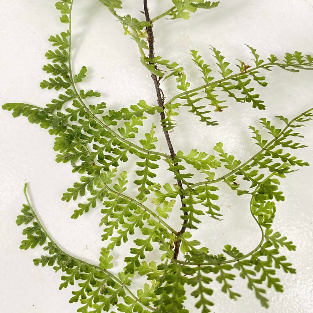 Teratophyllum Sp. Papua