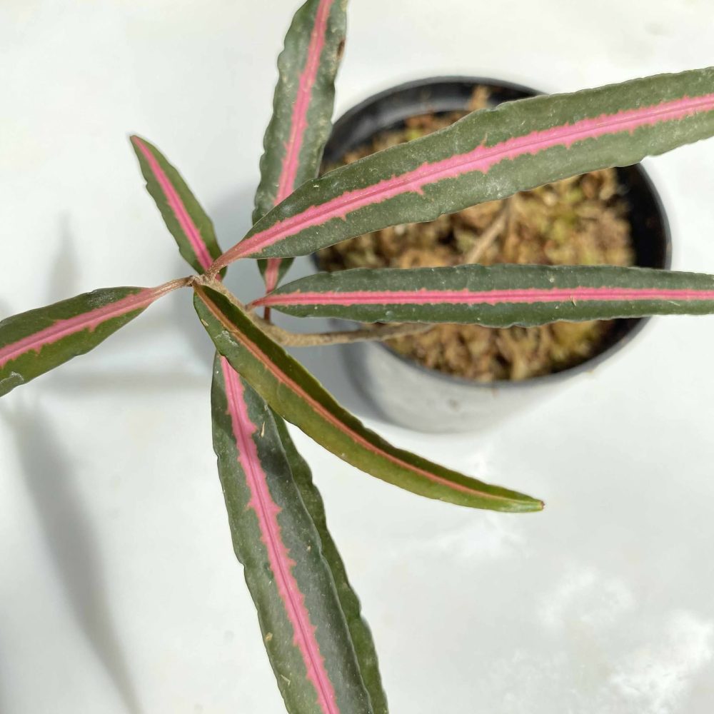 Labisia sp. “Pink Midway"