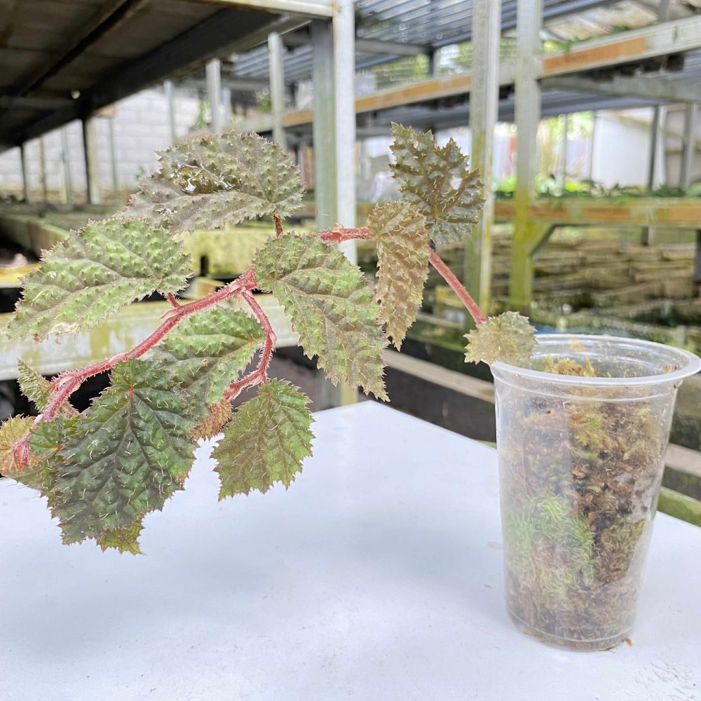 Begonia Sp. Papua