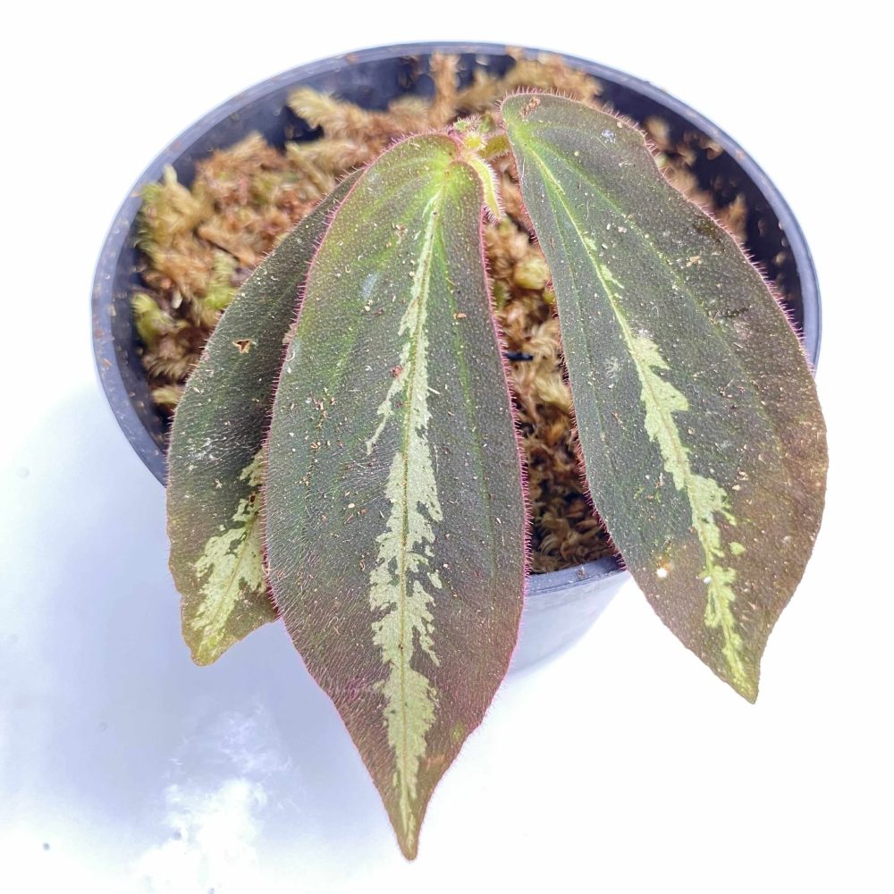 Sonerila Sp. Gunung Senyang