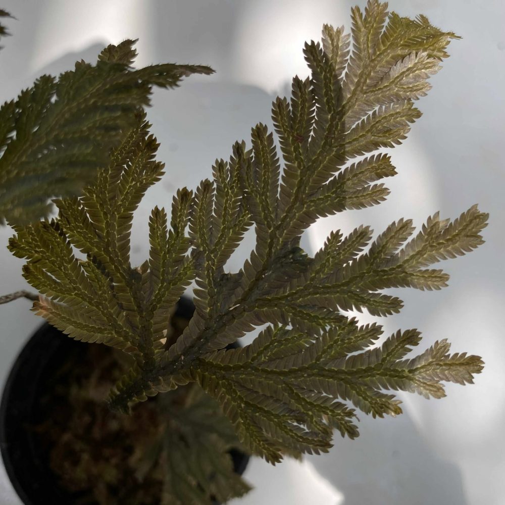 Selaginella Brown
