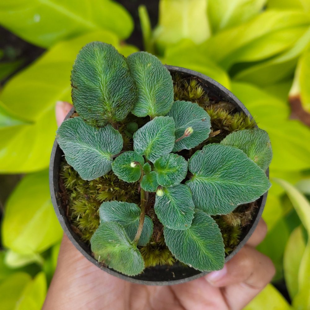 Homalomena sp.Velvet