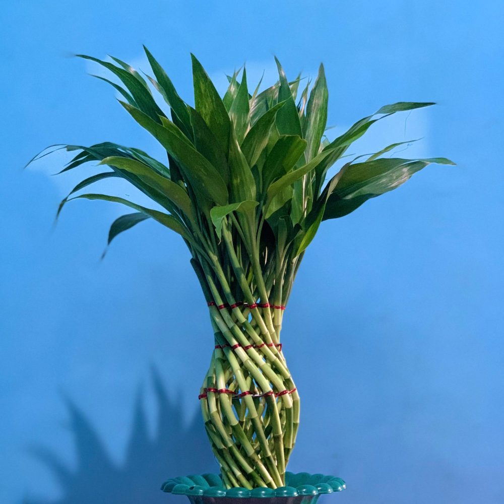Green Jar