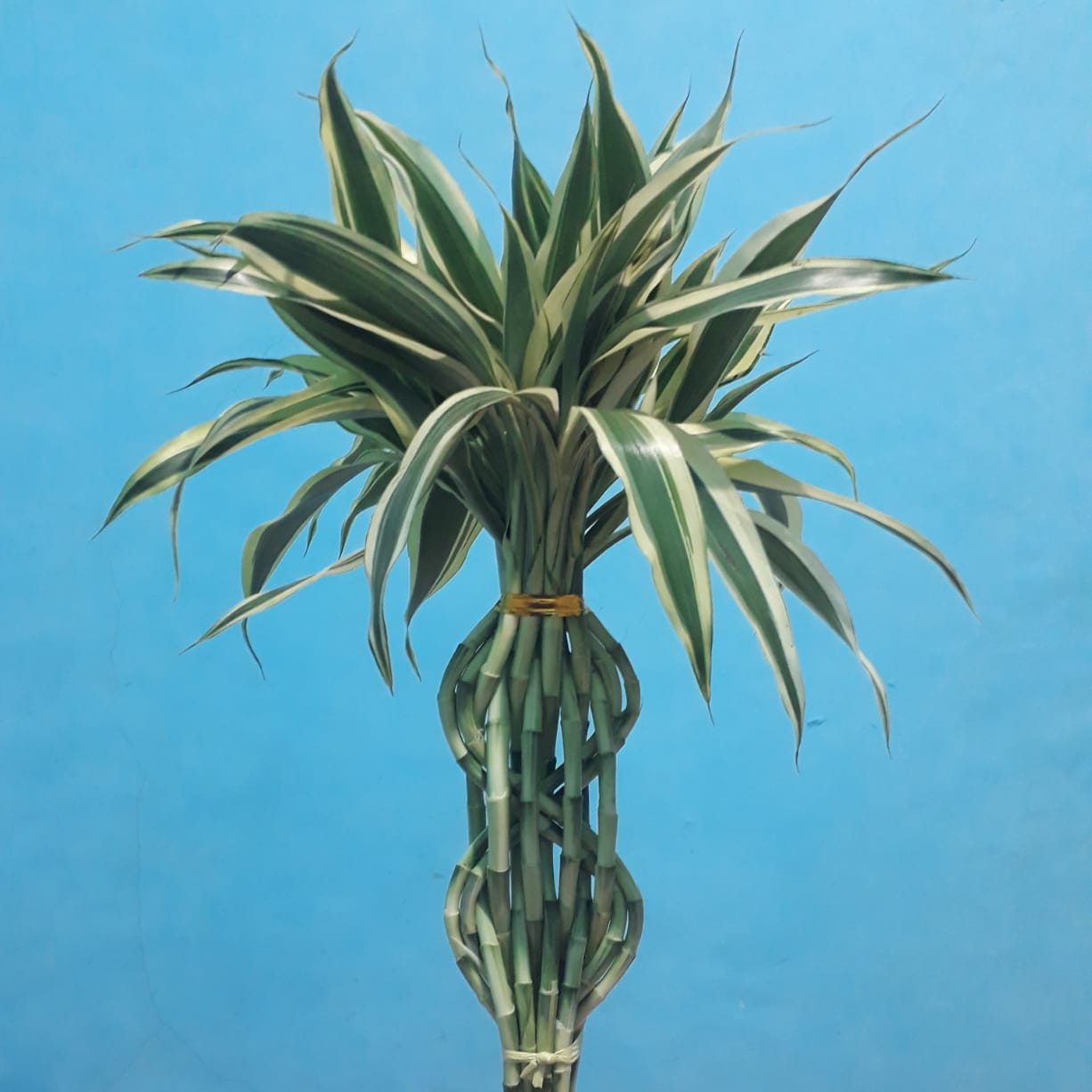 White figure 8 braid