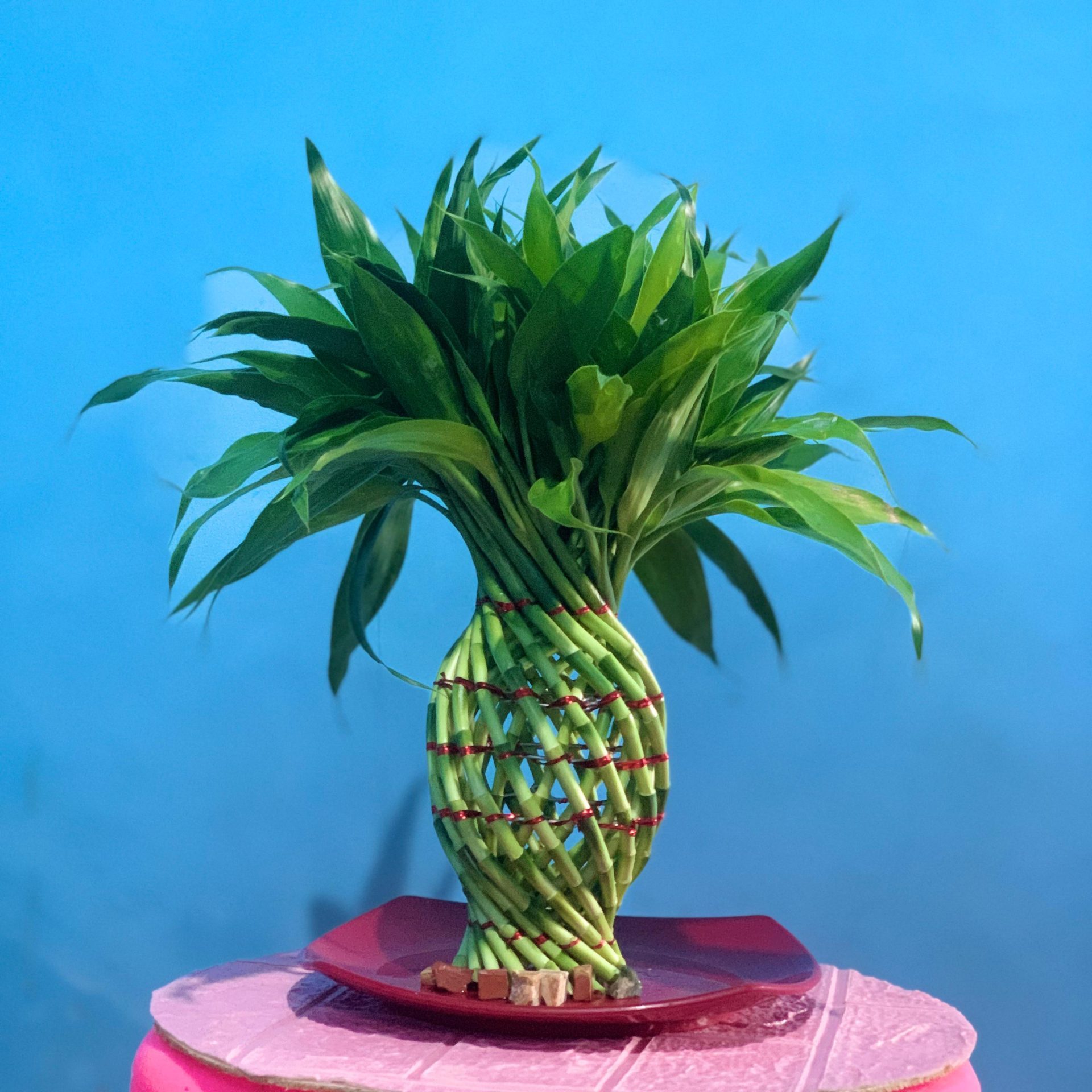 Lucky Bamboo Green Pineapple