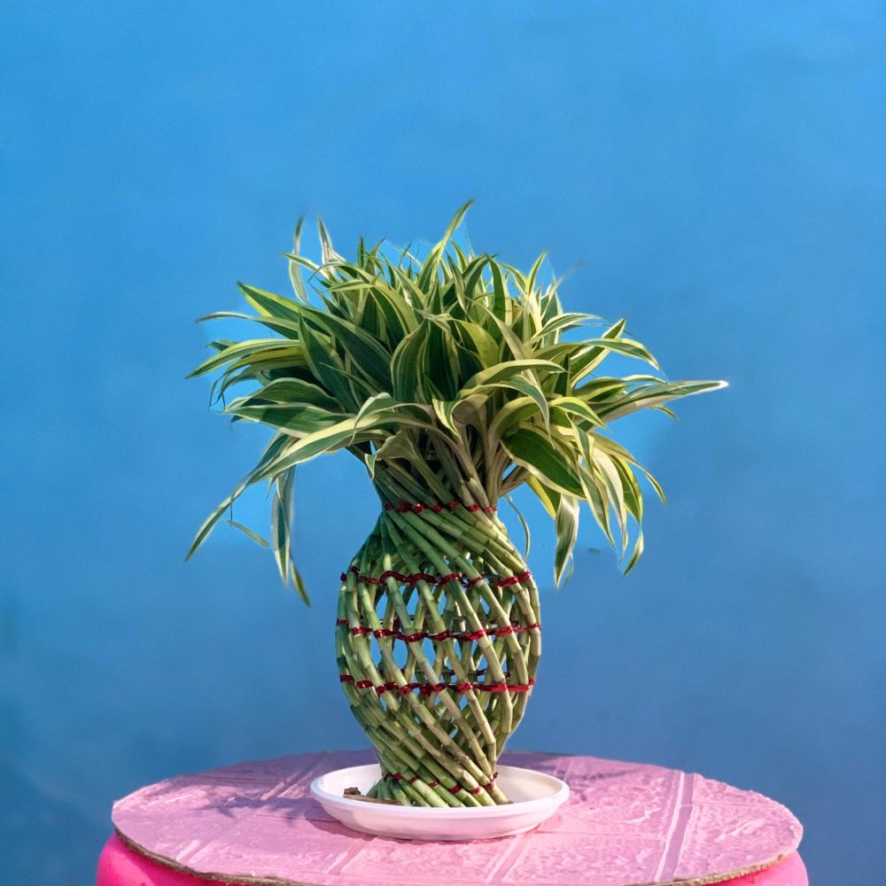 White Pineapple Lucky Bamboo