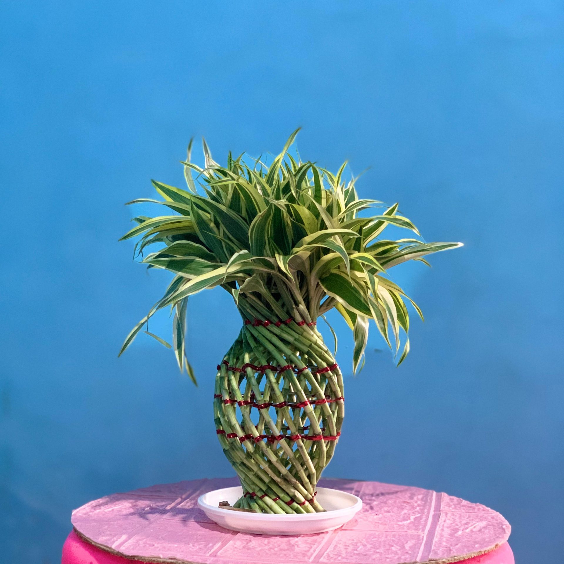 White Pineapple Lucky Bamboo