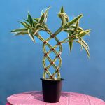 Green 8 trellis with leaf