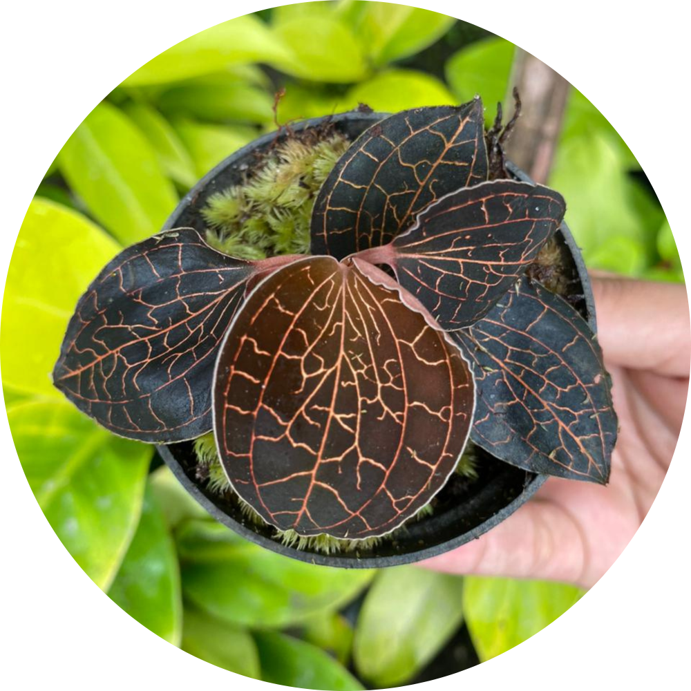 Jewel Orchid