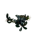Bucephalandra Deep Blue