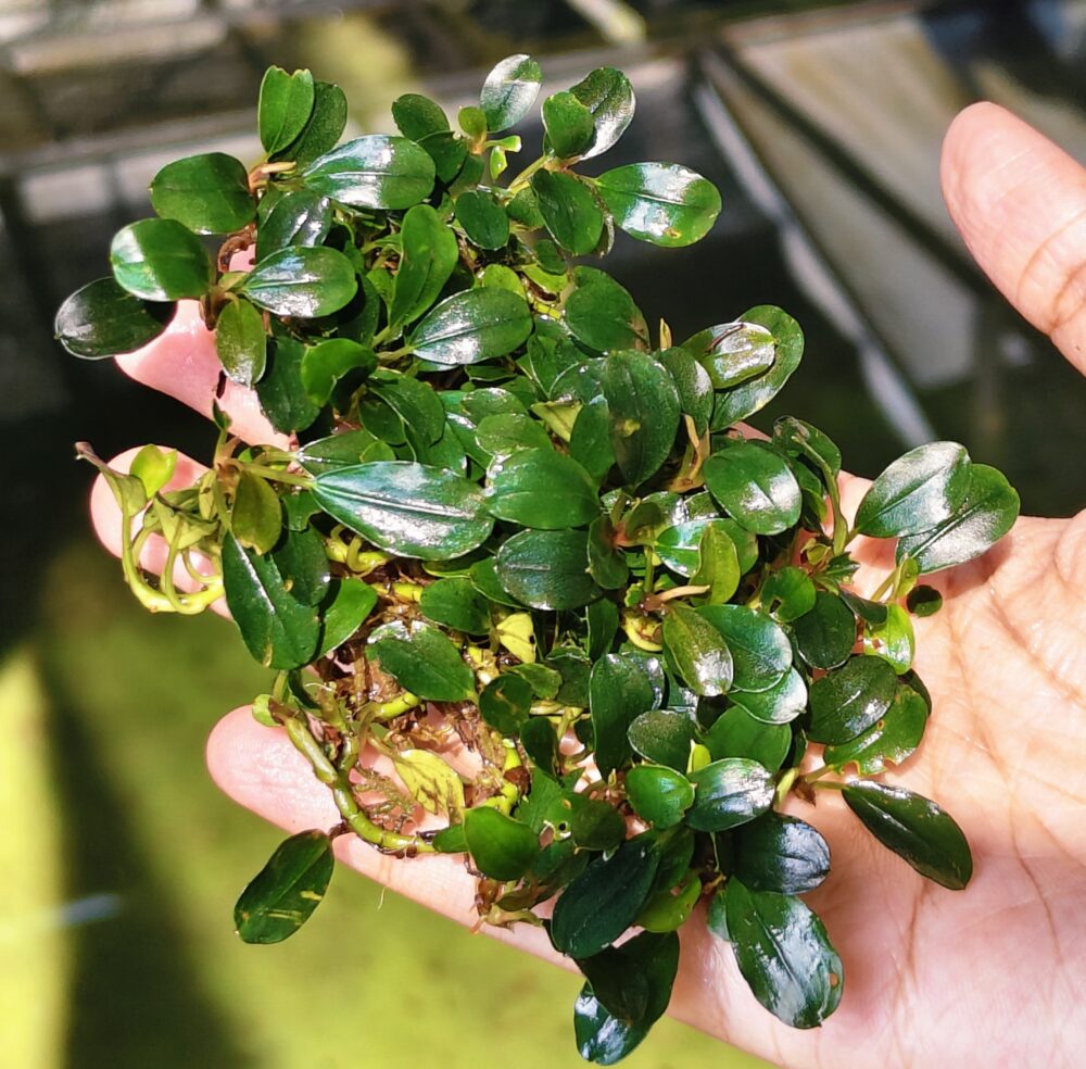 Bucephalandra Apple Leaf