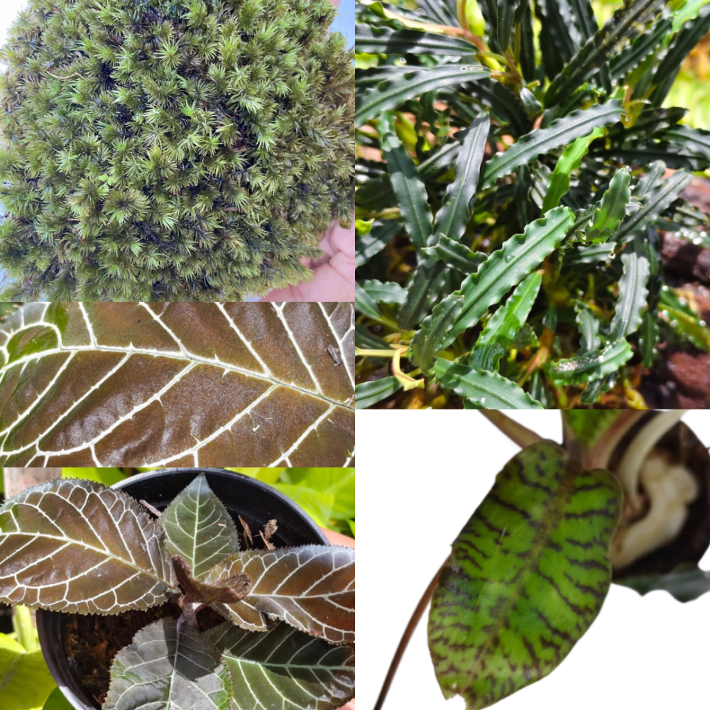 All-in-One Terrarium Plant Bundle (+30 Aquatic & Terrestrial Plants)