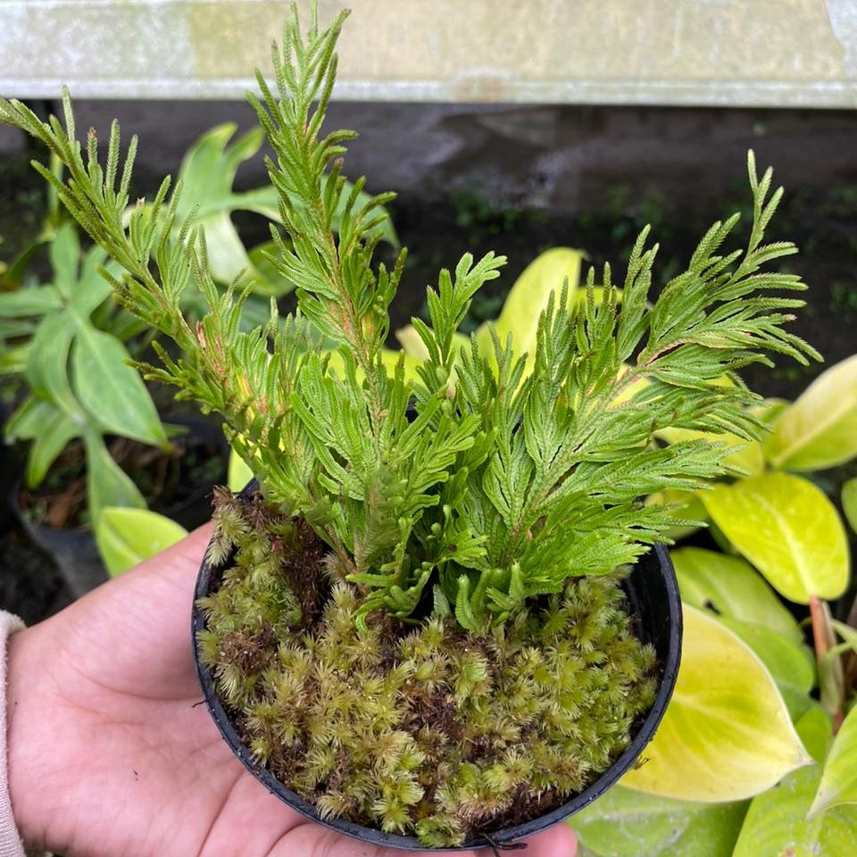 Selaginella Sp.