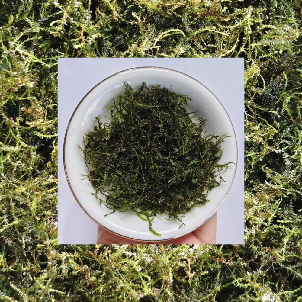 Moss Minixmess