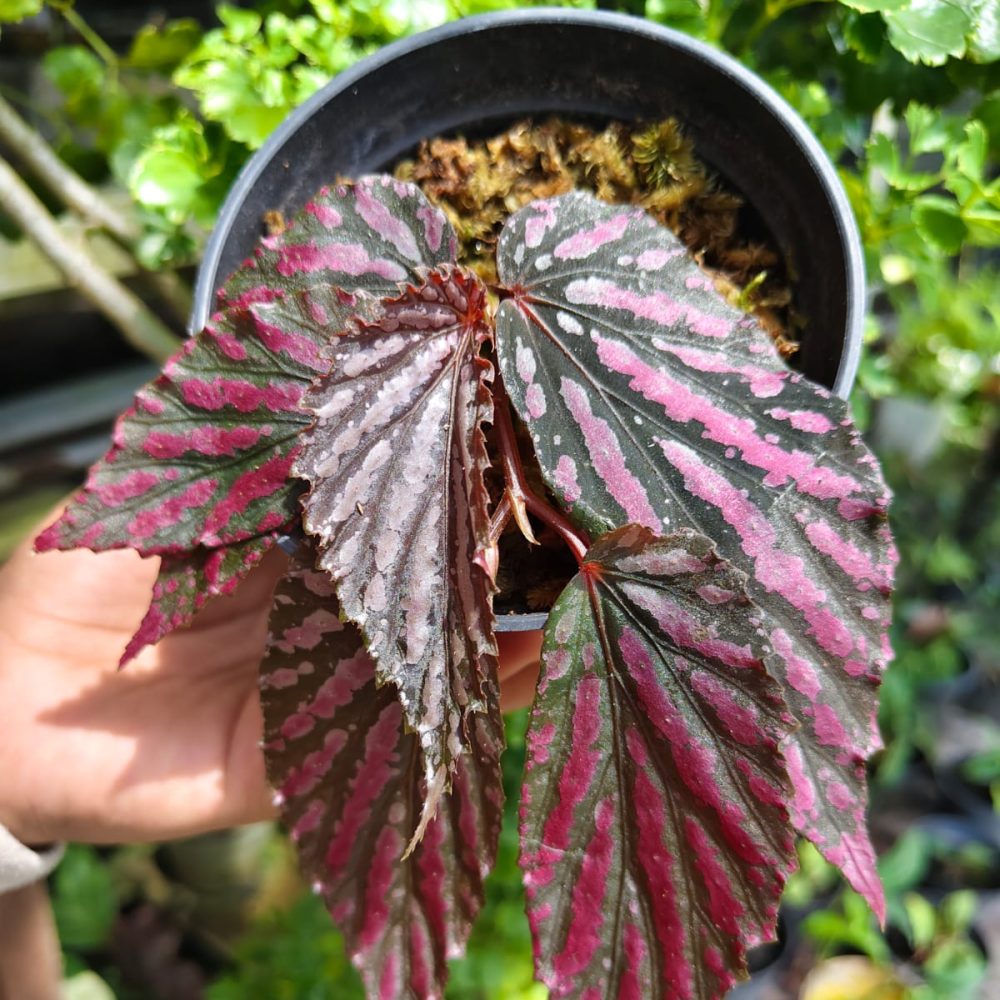 Begonia sp.