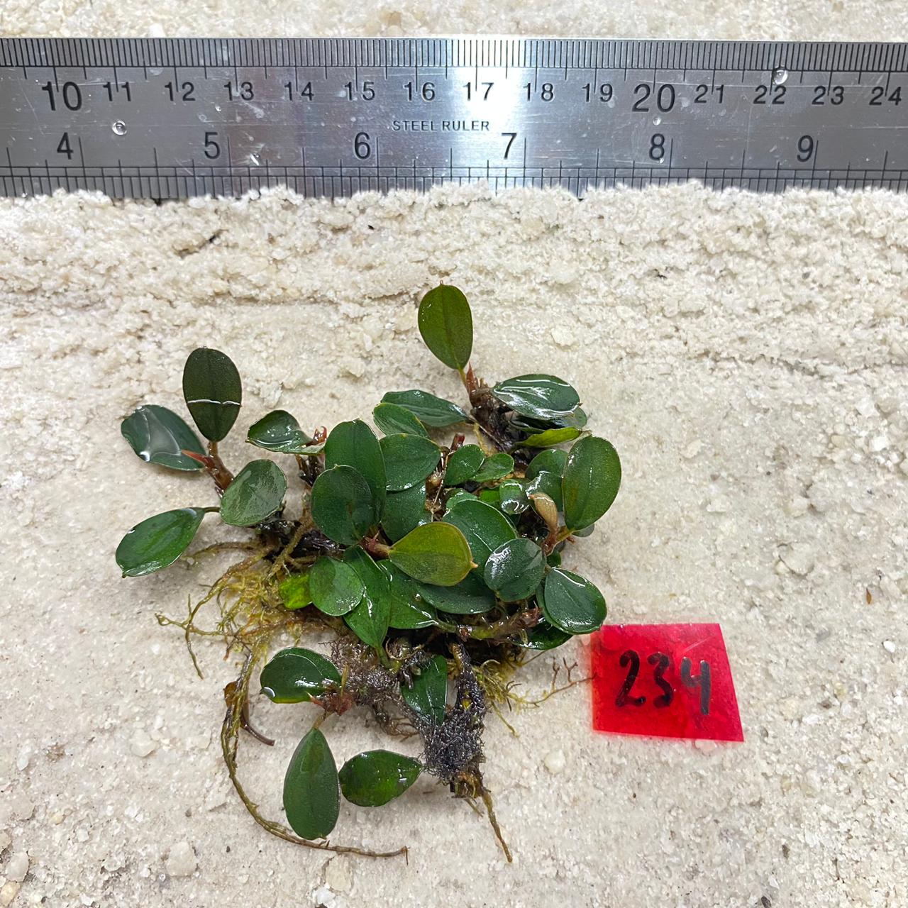 Apple Leaf Deap Green 234