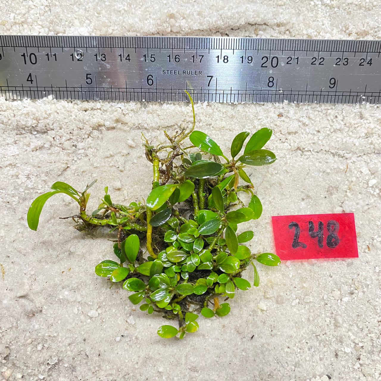 Mini Needle leaf 248