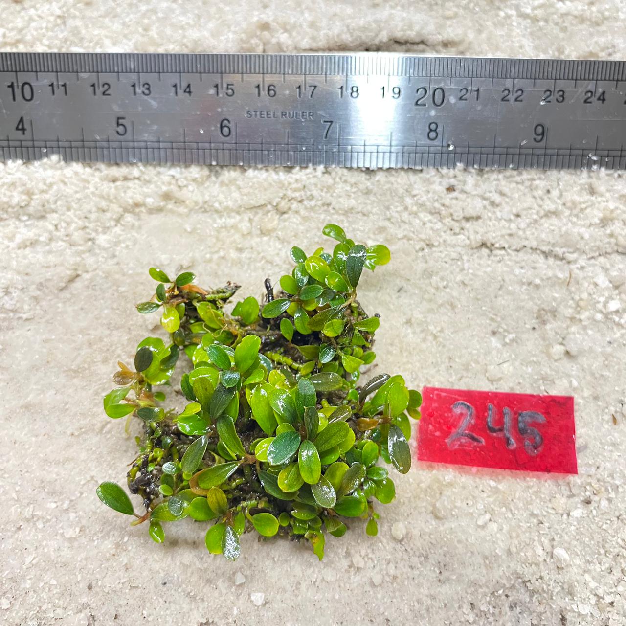 Deep Venus Green 245