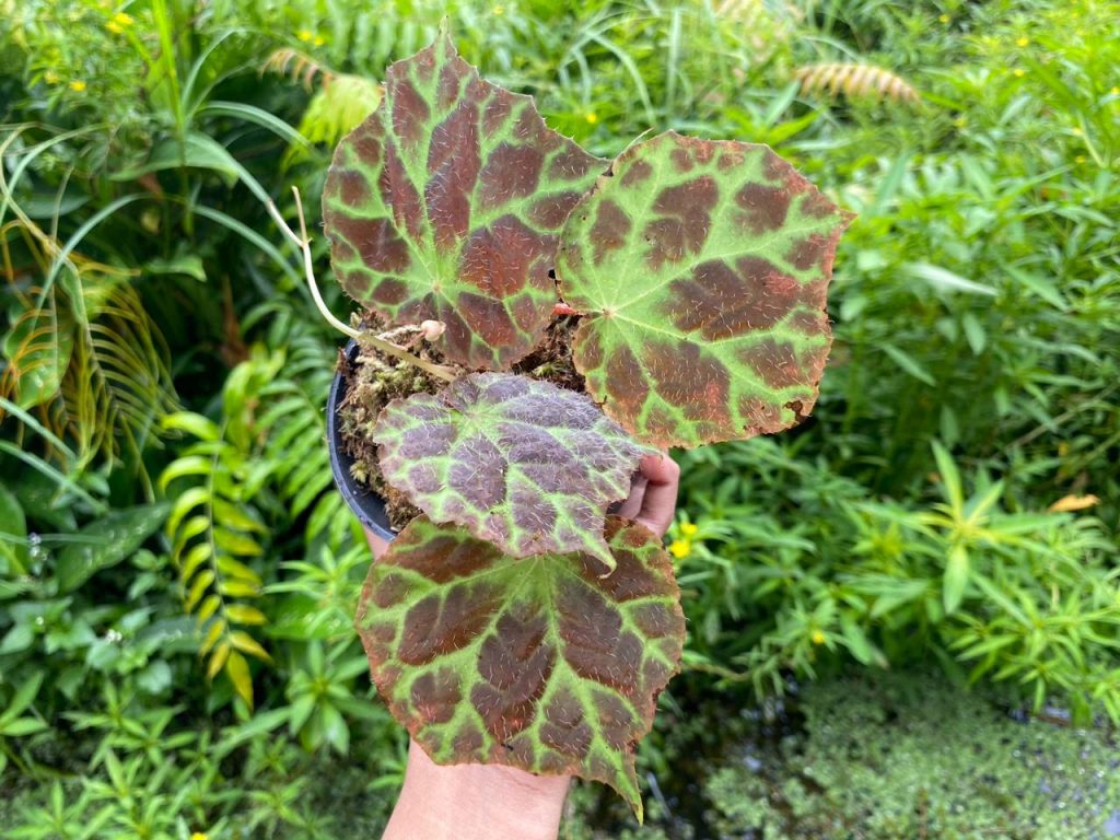 Why Do People Often Fail to Grow Begonia Successfully? - Borneo Aquatic ...