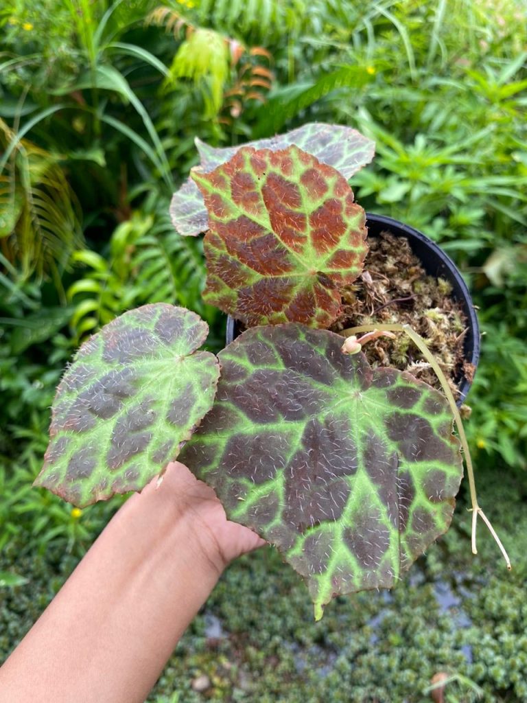 Why Do People Often Fail to Grow Begonia Successfully? - Borneo Aquatic ...