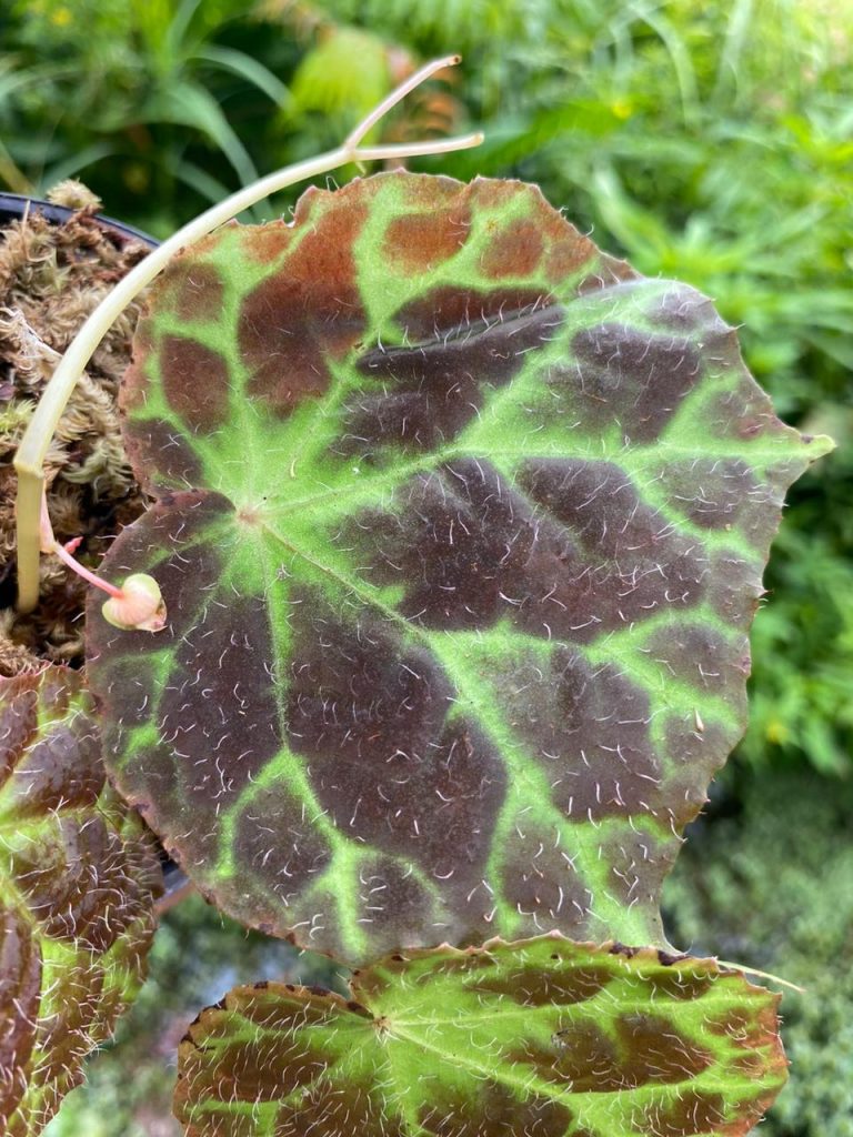 Why Do People Often Fail to Grow Begonia Successfully? - Borneo Aquatic ...
