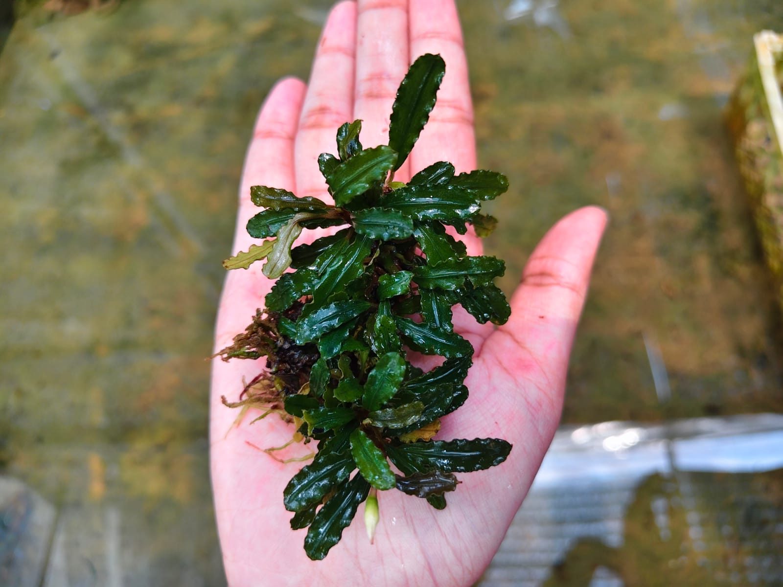 Bucephalandra Lamandau Mini