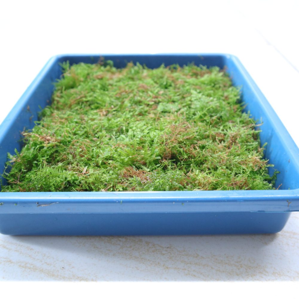 Moss Minixmess