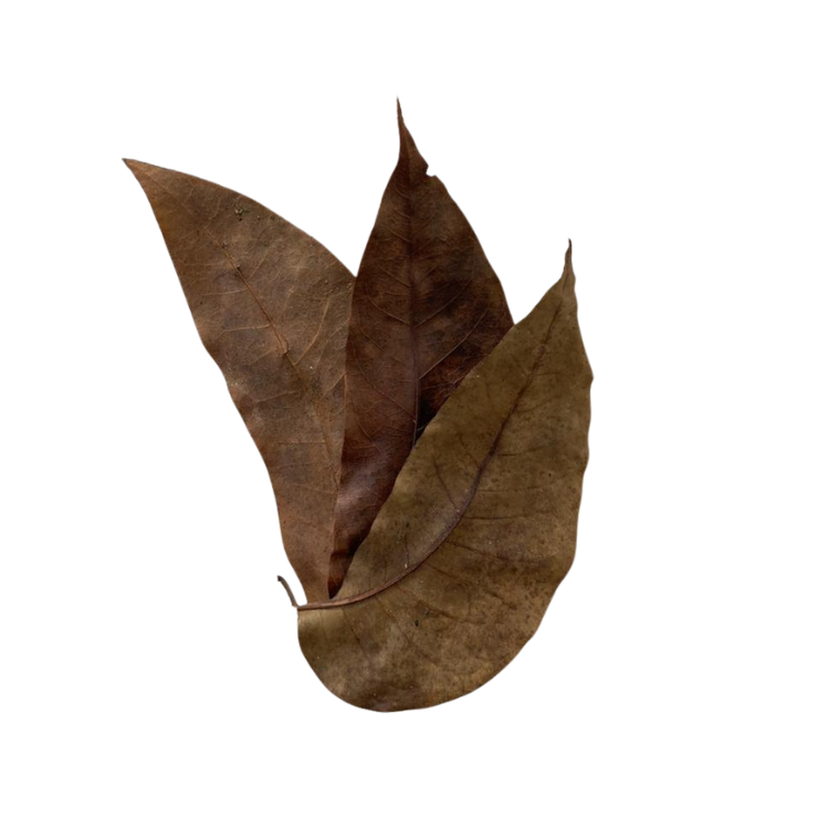 Mahogany leaf