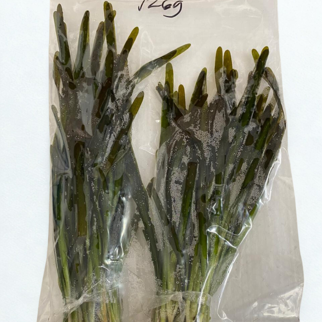 Vallisneria spiralis red