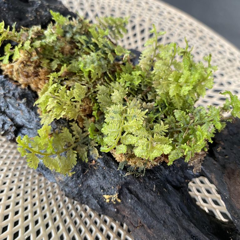 Hymenophyllum Sp New