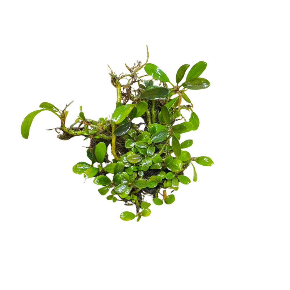 Bucephalandra Needle Leaf