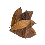 Coca Leaf